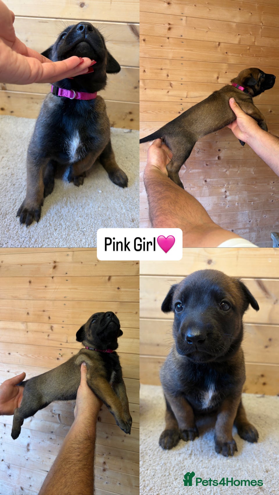 Belgian Shepherd Dog dogs  BELGIAN MALINOIS PUPPIES AVAILABLE - Advert 2