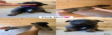 Pink Girl