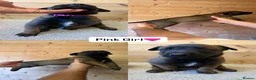 Belgian Shepherd Dog dogs for sale:  BELGIAN MALINOIS PUPPIES AVAILABLE - Advert 2