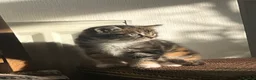 Mixed Breed cats for sale: Beautiful tabby kittens - Advert 10