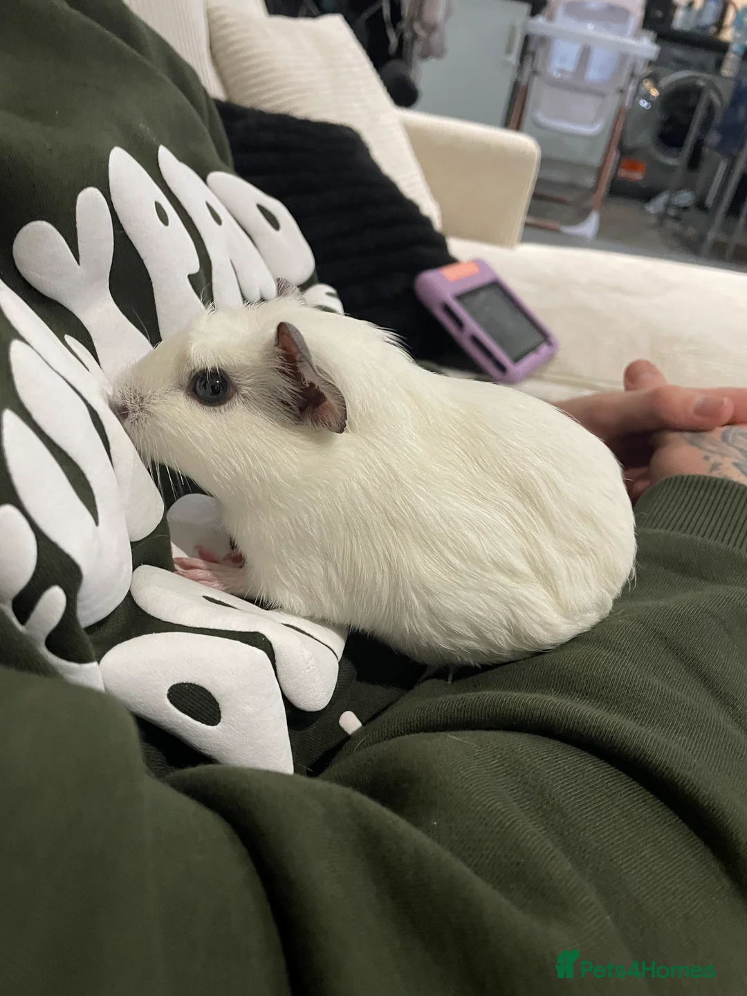 Guinea Pig rodents for sale: Two male friendly guinea pigs  - Advert 4