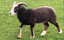 Sheep livestock for sale: This year's Soay whether lambs - Image 10