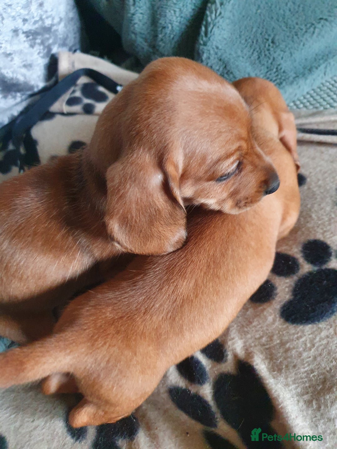 Miniature Dachshund dogs for sale: 2 miniature daschunds  - Advert 3