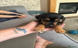 Mixed Breed dogs for sale: Puppy - Image 2
