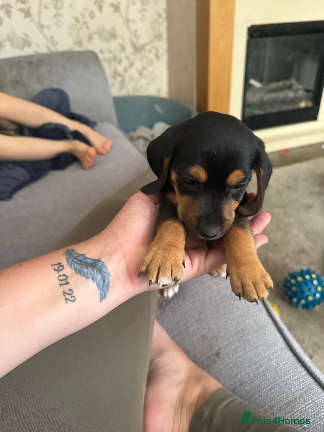 Mixed Breed dogs for sale: Puppy - Image 2