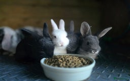 Mini Lop rabbits for sale: Mini Rex x Mini Lop - Image 1