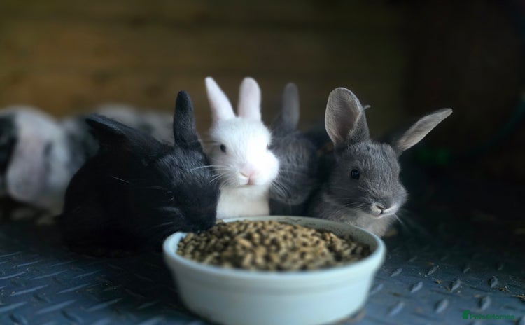Mini Lop rabbits - Advert 7