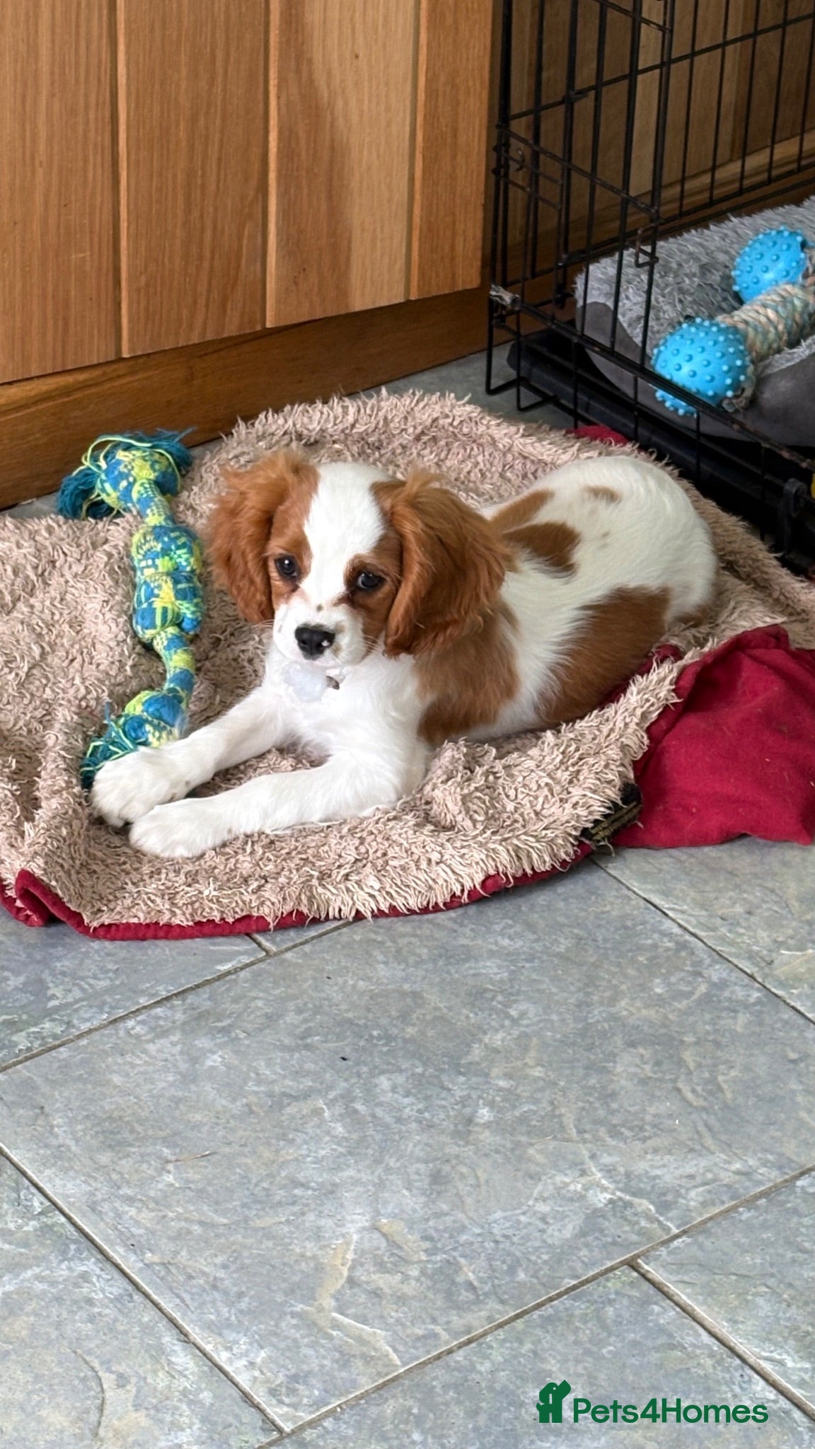 Cavalier King Charles Spaniel dogs K C Reg Fully Vaccinated  - Advert 2