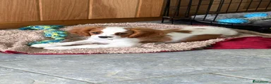 Cavalier King Charles Spaniel 3