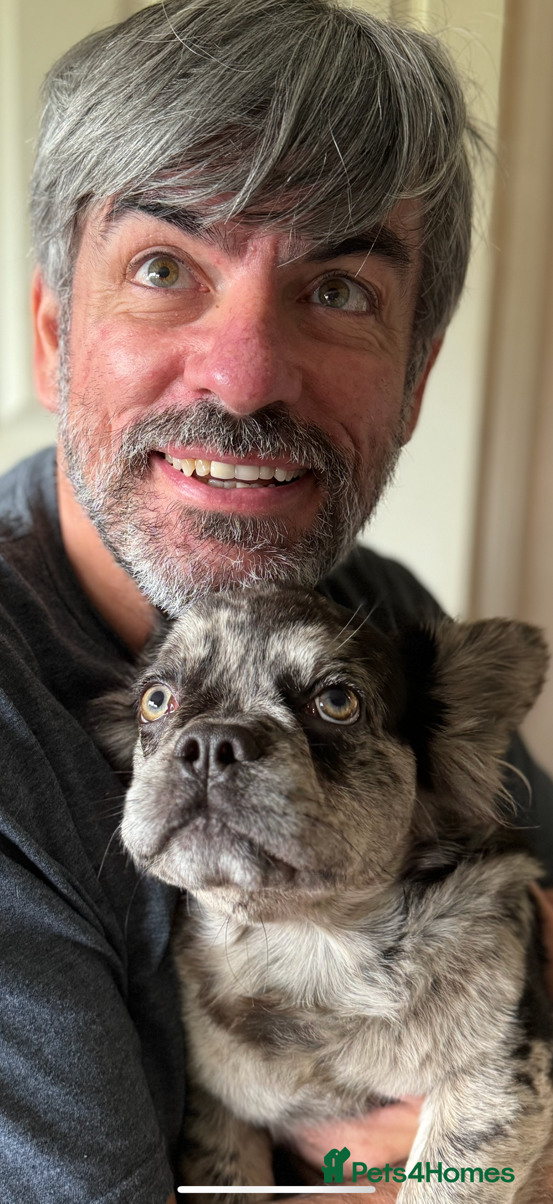 French Bulldog dogs for sale: Beautiful Long Haired Merle Male - Image 6