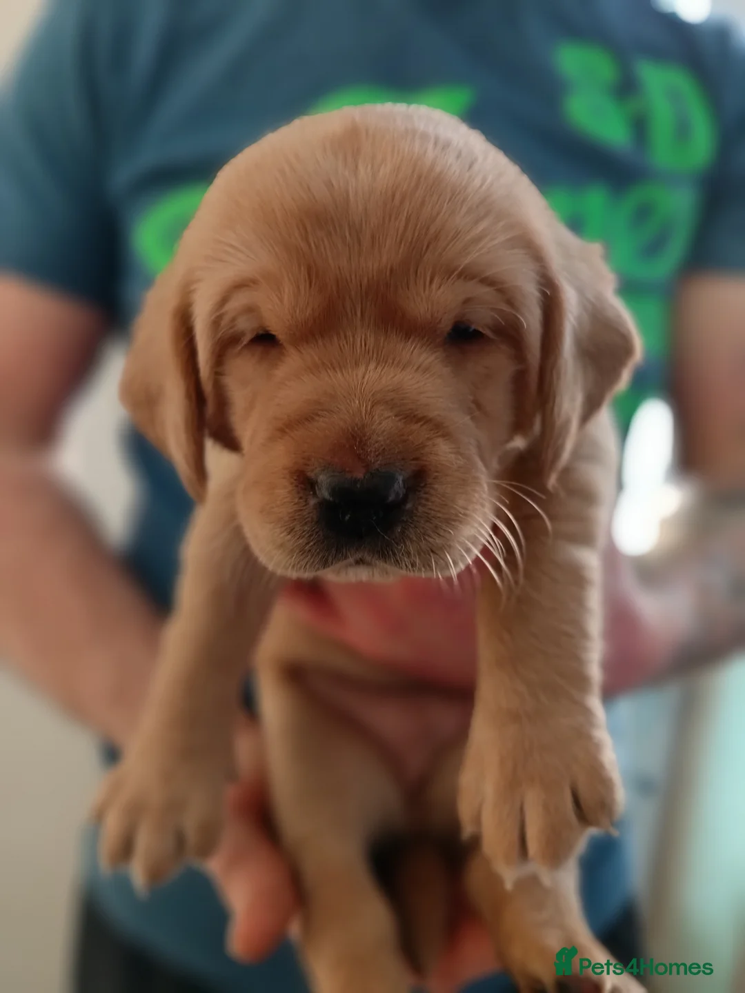 Labrador Retriever dogs for sale: KC reg yellow & black Labrador puppies socialised - Advert 30