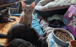 Mixed Breed cats for sale: Adorable short haired kittens - Image 3