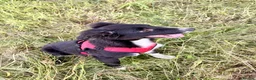 Border Collie dogs for sale: Stubleywood Border Collies - Advert 14