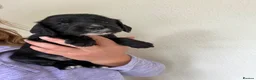 Cocker Spaniel dogs for sale: Working bred cocker spaniel pups  - Advert 9