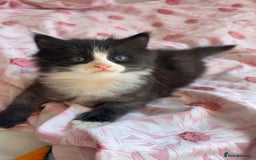 Mixed Breed cats for sale: boy kitten looking for his forever home - Image 3