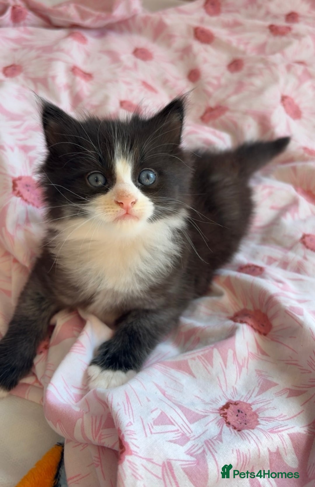 Mixed Breed cats for sale: boy kitten looking for his forever home - Image 3