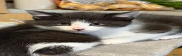 Mixed Breed cats for sale: BBSH mixed breed kitten black white boy - Advert 3