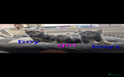 Ragdoll cats for sale: Ragdoll x British shirt hair - Image 8