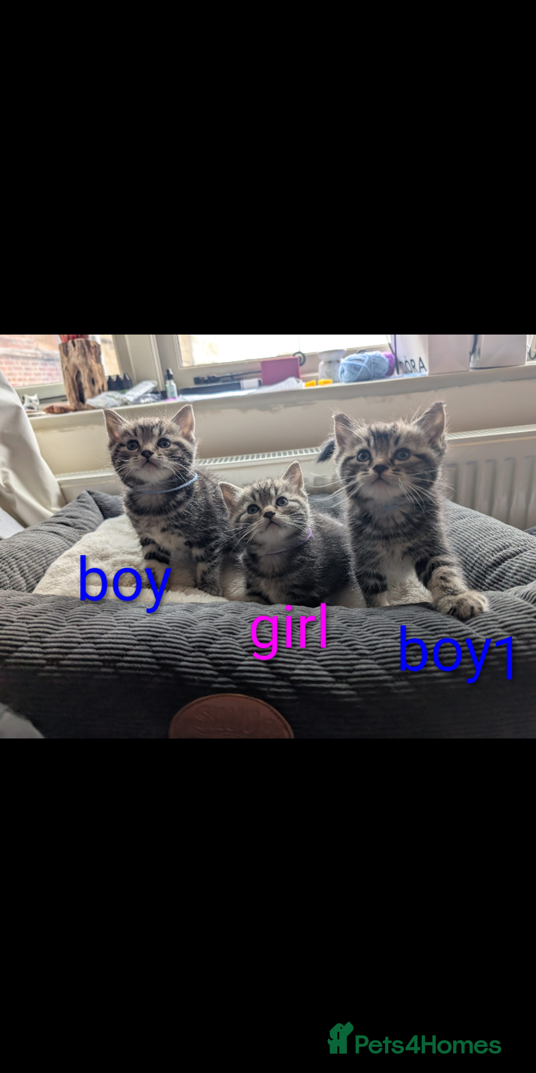 Ragdoll cats for sale: Ragdoll x British shirt hair - Image 8