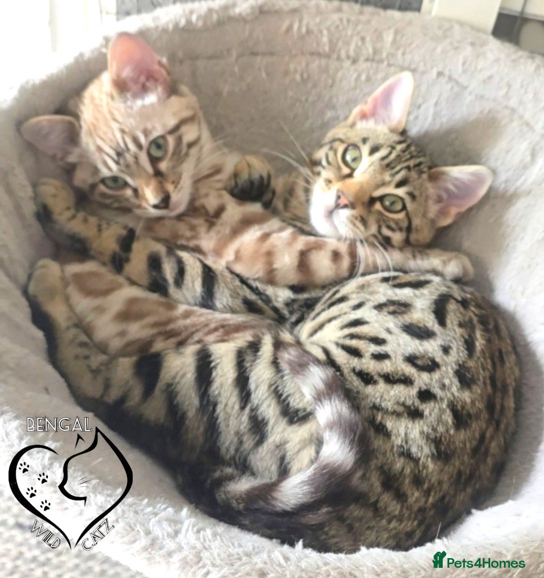 Bengal cats for sale: 4 beautiful bengal boys ready to leave now - Advert 14