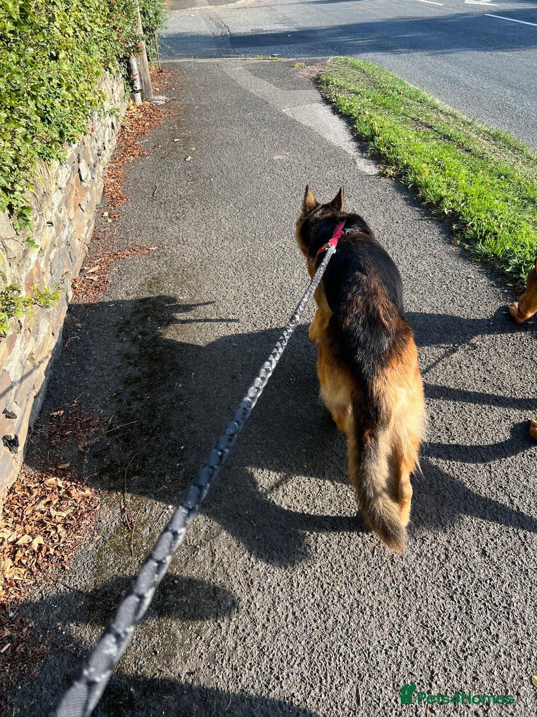 German Shepherd dogs for sale: Zena sadly for Sale - Image 5