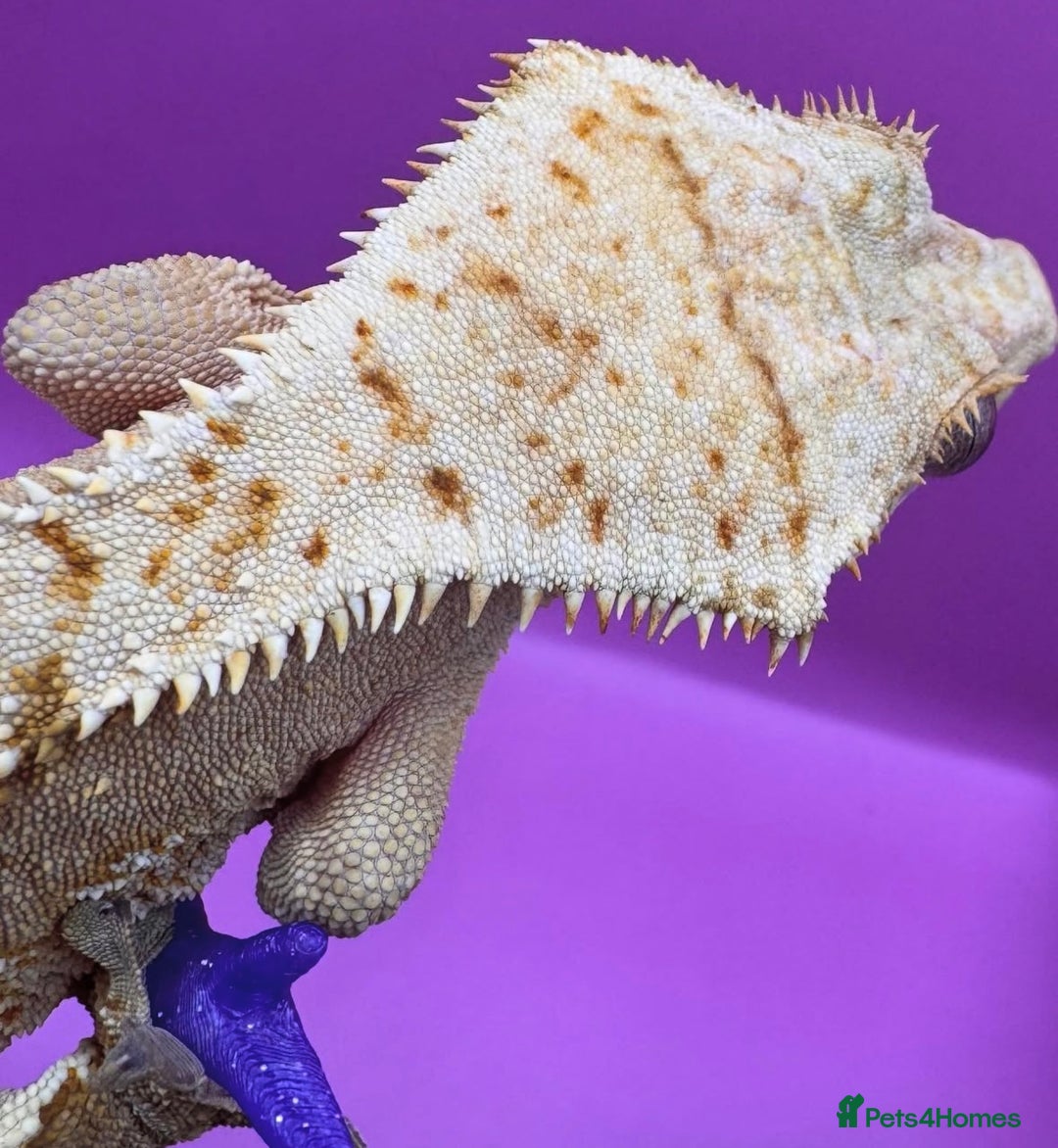 Gecko reptiles for sale: stunning crested gecko - Advert 3