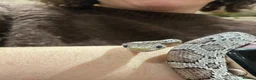 Corn Snake reptiles for sale: 2 year old corn snake for sale  in Leeds - Advert 1