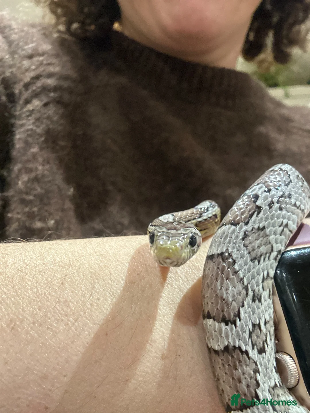 Corn Snake reptiles for sale: 2 year old corn snake for sale  in Leeds - Advert 1