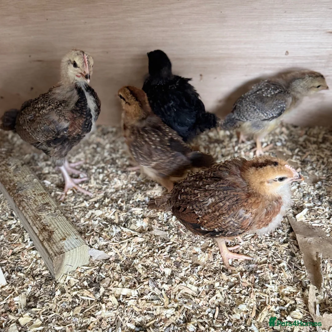 Chickens poultry for sale: Cream Legbar Chicks for Sale – 1–3 Weeks Old - Advert 5