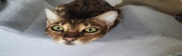 Bengal cats for sale: Female bengal  in Deal - Advert 2