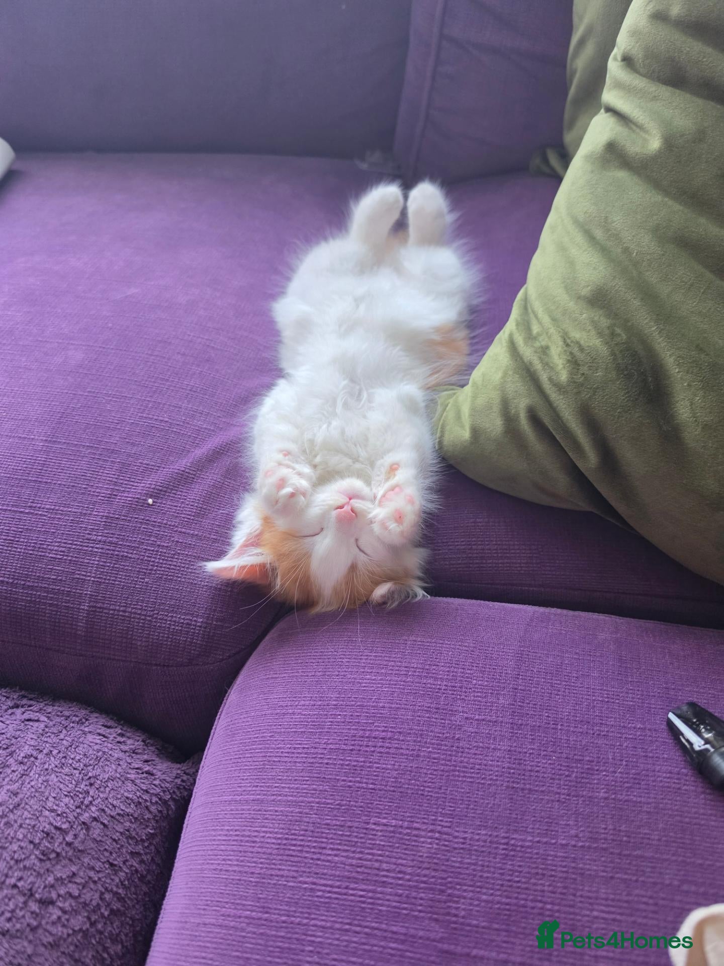 Mixed Breed cats Gorgeous Main Cooon-Persian Mix Kittens  - Advert 2