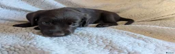 Springador dogs for sale: Litter of Springadors - Advert 7