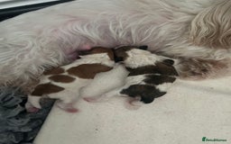 Shihpoo dogs for sale: Beautiful Red and White Parti Shipoo Girls  - Image 13