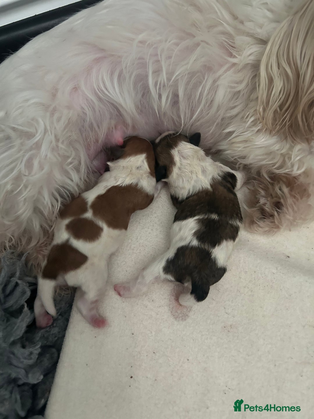 Shihpoo dogs for sale: Beautiful Red and White Parti Shipoo Girls  - Image 13