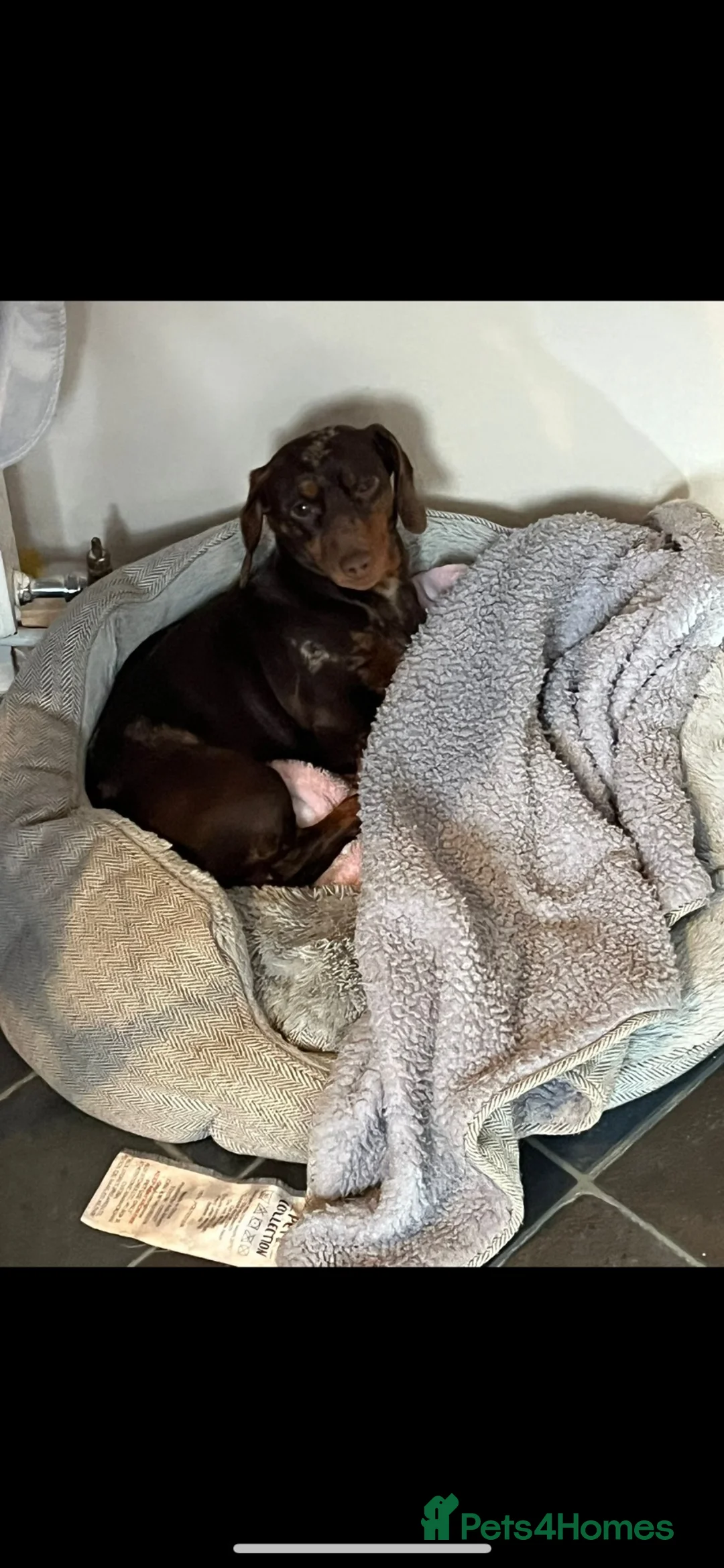 Miniature Dachshund dogs for sale: Minature Dachshund  in Enfield - Advert 2