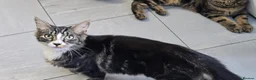 Mixed Breed cats for sale: Two boys needing a home  - Advert 3