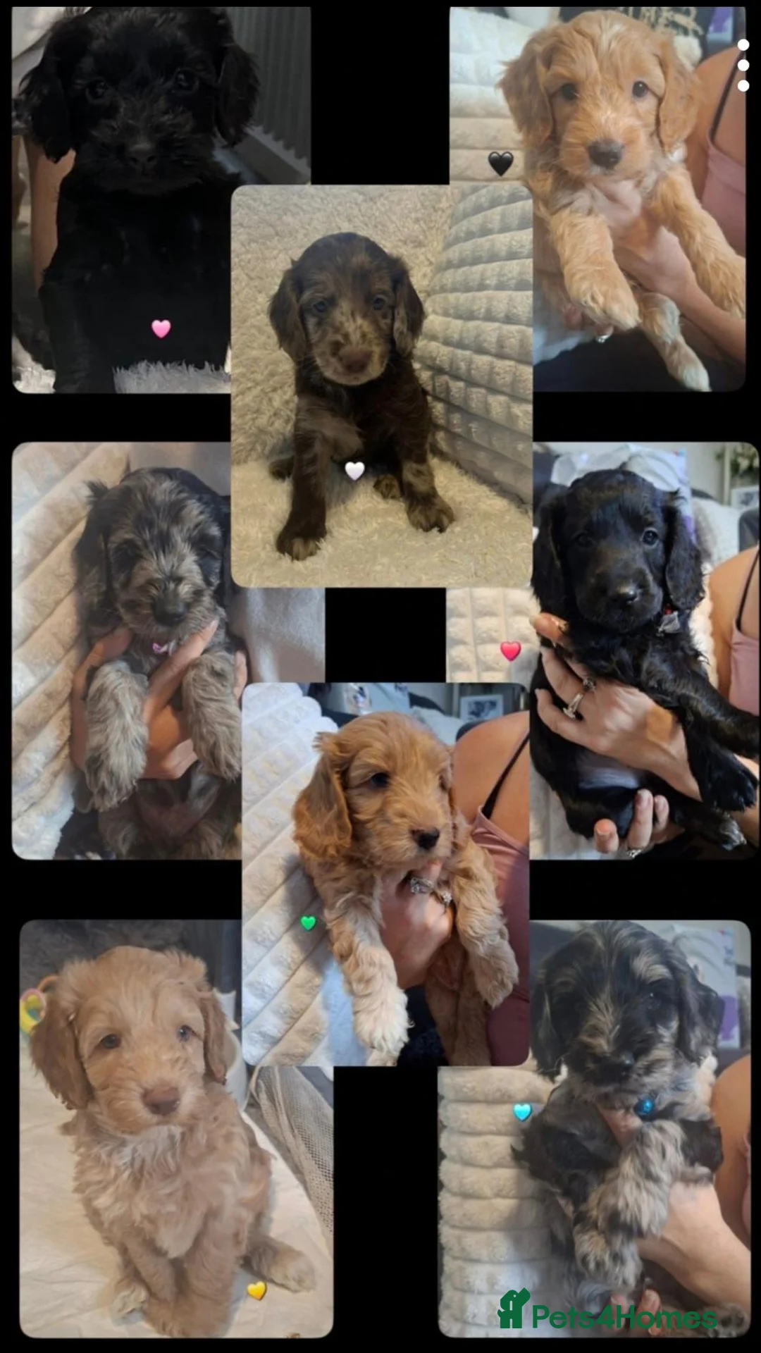 Cockapoo dogs for sale: 8 beautiful cockerpoo puppys 6 boys 2 girls in London - Advert 1