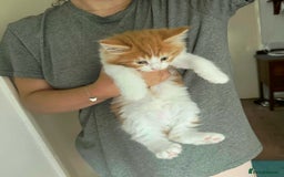 Mixed Breed cats for sale: 5 Maine Coon cross kittens available💞 - Image 8