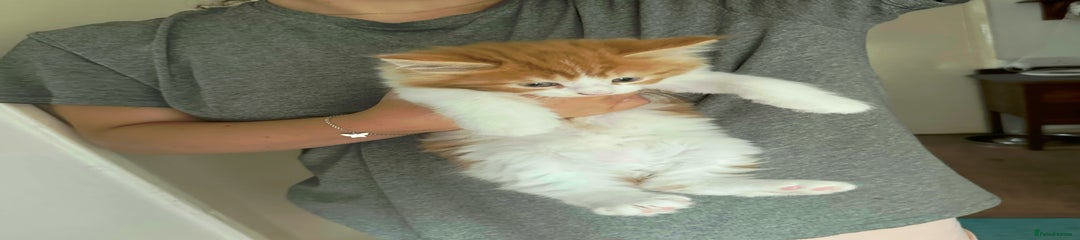 Ginger and white boy 