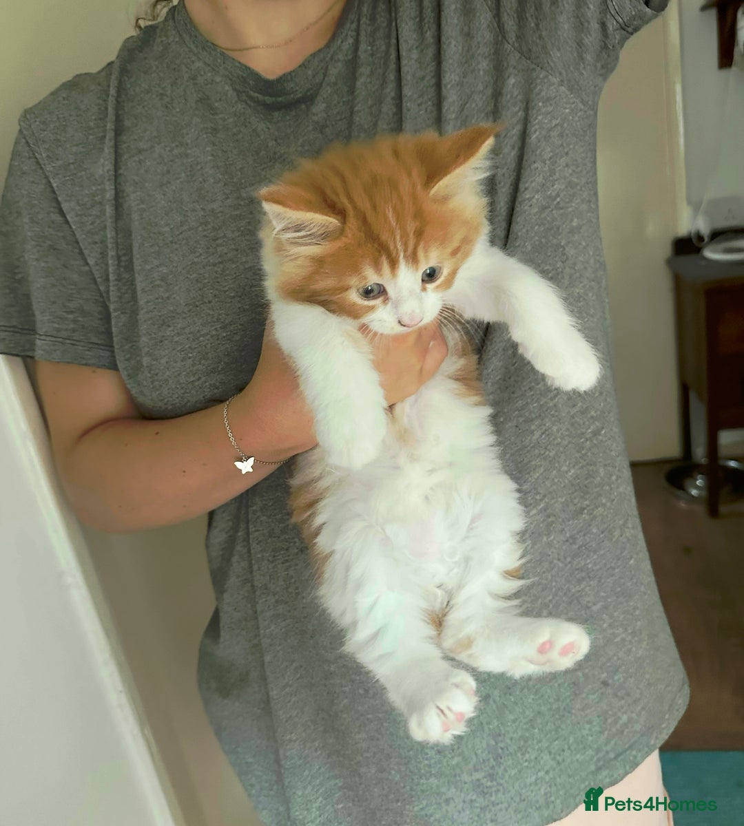 Mixed Breed cats for sale: 5 Maine Coon cross kittens available💞 - Image 8