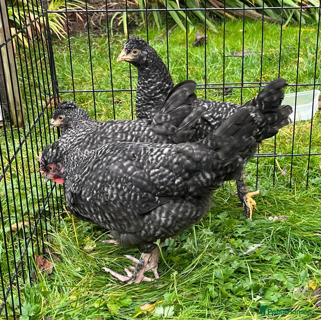 Chickens poultry for sale: Aracana hybrid green egg layers chickens - Image 19