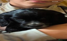 Cocker Spaniel dogs for sale: Black and white cocker spaniel - Image 2