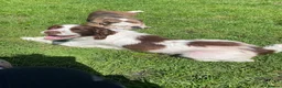 English Springer Spaniel dogs for sale: Dolly looking for a home  - Advert 3