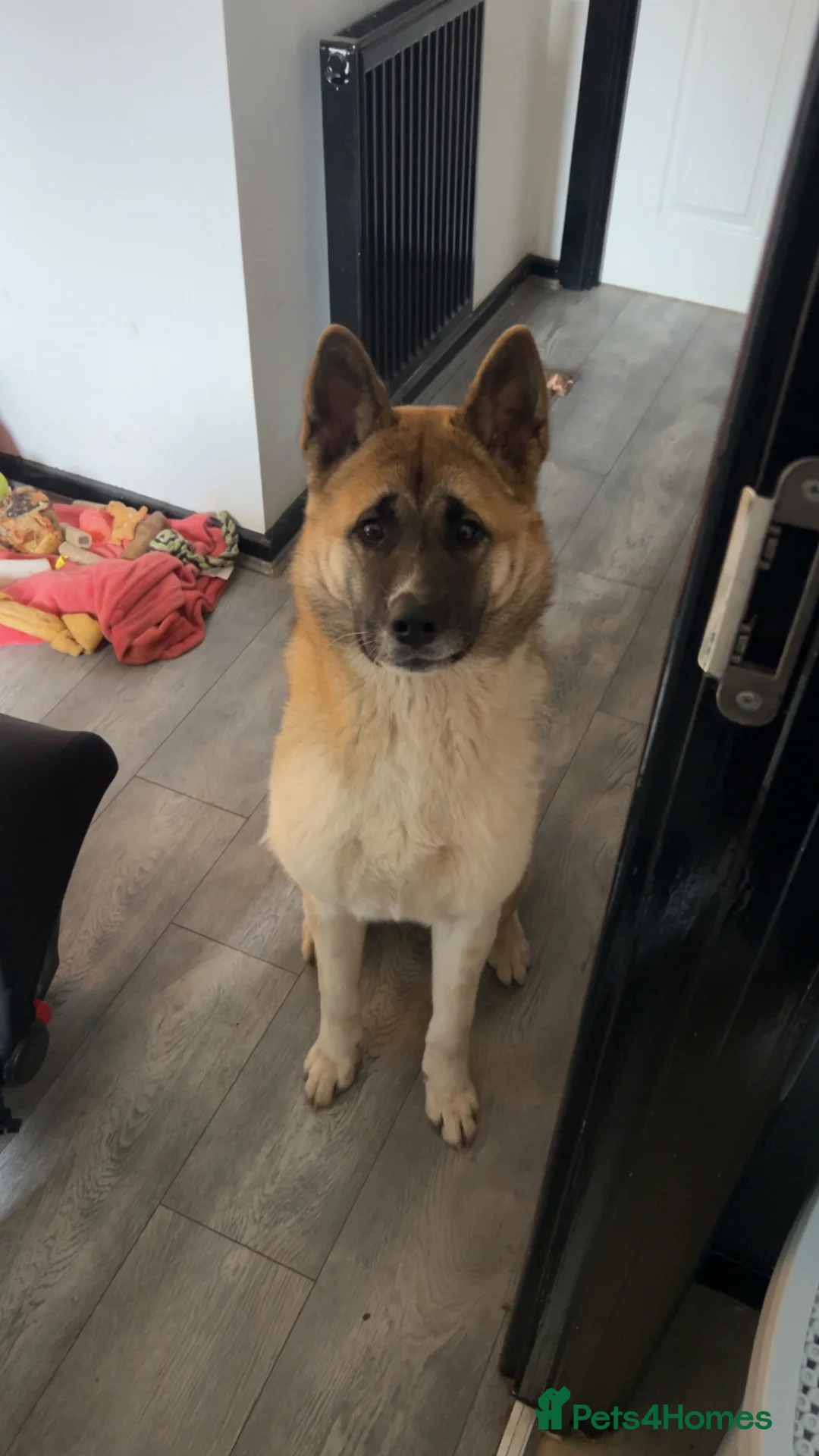 Akita dogs for sale: American Akita  - Advert 2