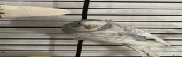 Budgerigars birds for sale: pair of budgies for sale in Fareham - Advert 3