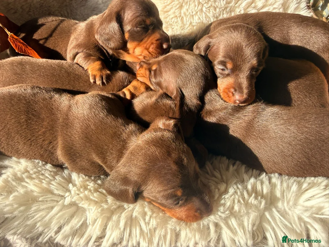 Miniature Dachshund dogs for sale: KC Miniature dachshund chocolate and tan puppies!  - Advert 2