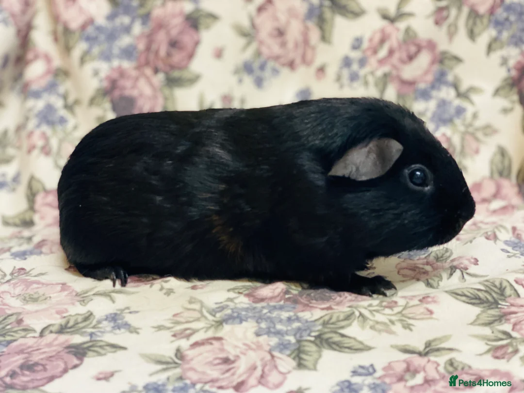 Guinea Pig rodents for sale: Pretty mix of male guineapig babies and youngsters - Advert 8