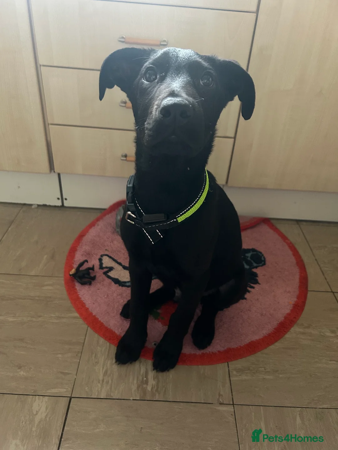 Labrador Retriever dogs for sale: Male Labrador  - Advert 2