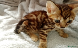 Mixed Breed cats for sale: Lovely Ginger and Rosetted Kittens - Image 25