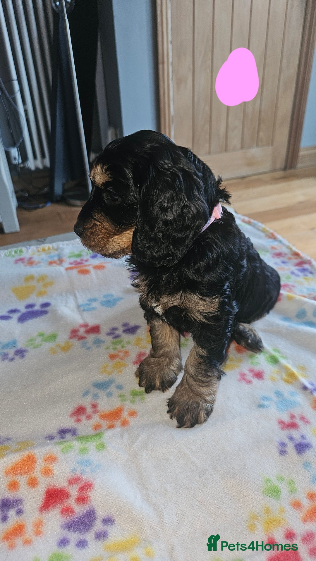 Cockapoo dogs for sale: Cockerpoo  - Image 10